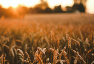 Looking for Our Annual Report?: Field at sunset