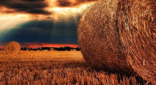 Field with haybales
