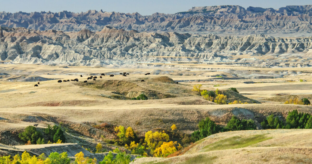 Bush Prize SD South Dakota Community Foundation