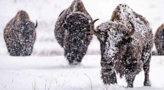 Snow covered buffalo