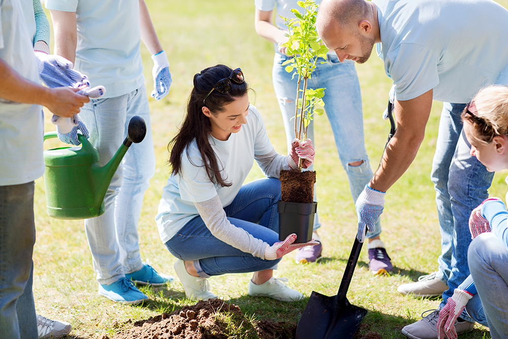 People planting a tree